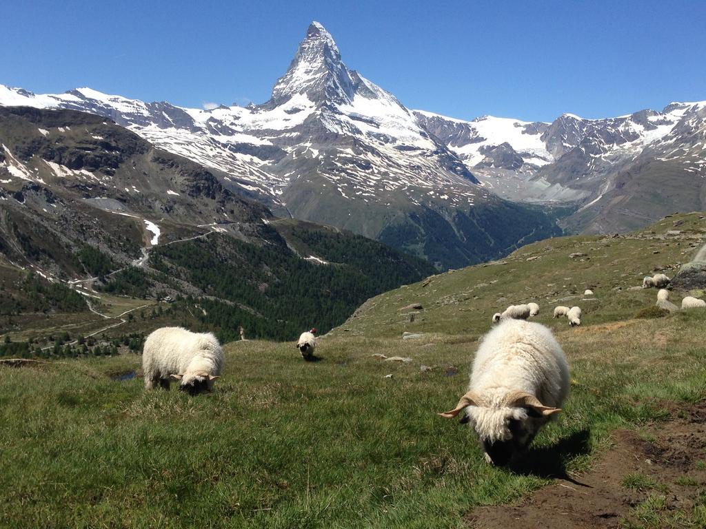 Haus Viktoria A Apartment Zermatt Phòng bức ảnh